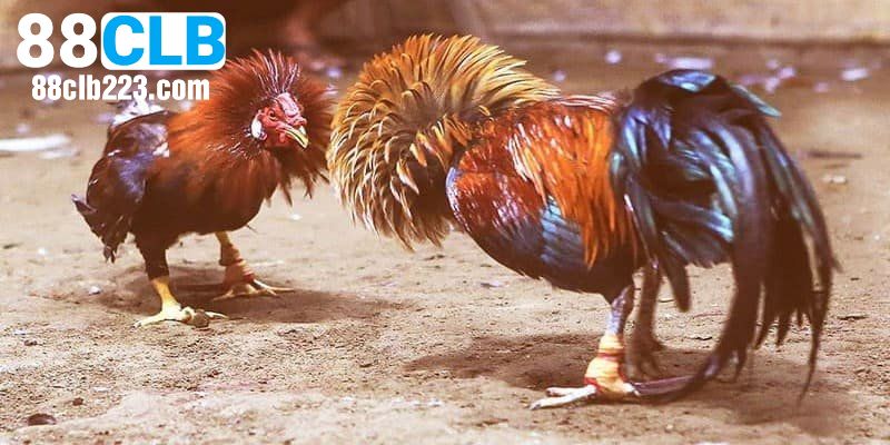 Luật chơi đá gà đơn giản cho thành viên mới